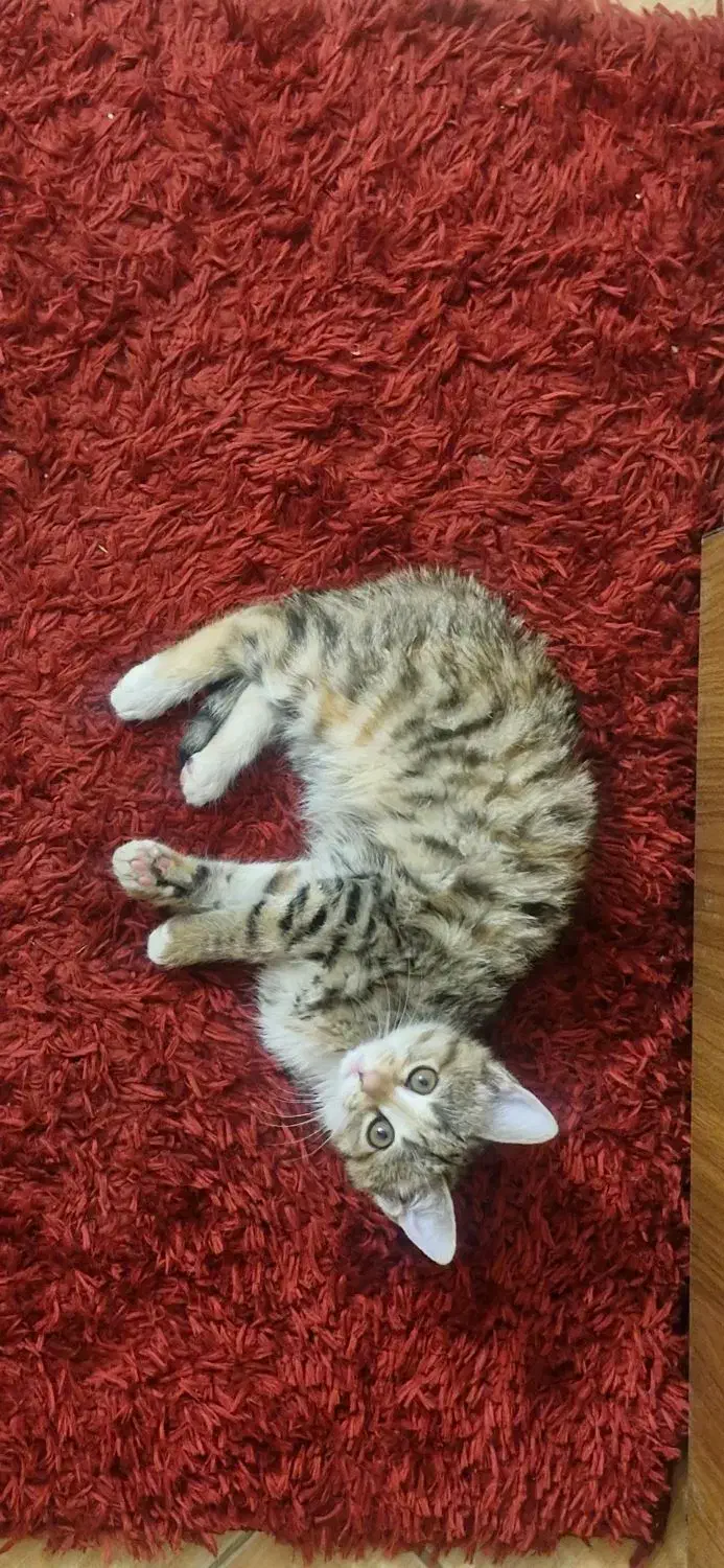 واگذاری رایگان بچه گربه|گربه|اصفهان, حسین‌آباد|دیوار