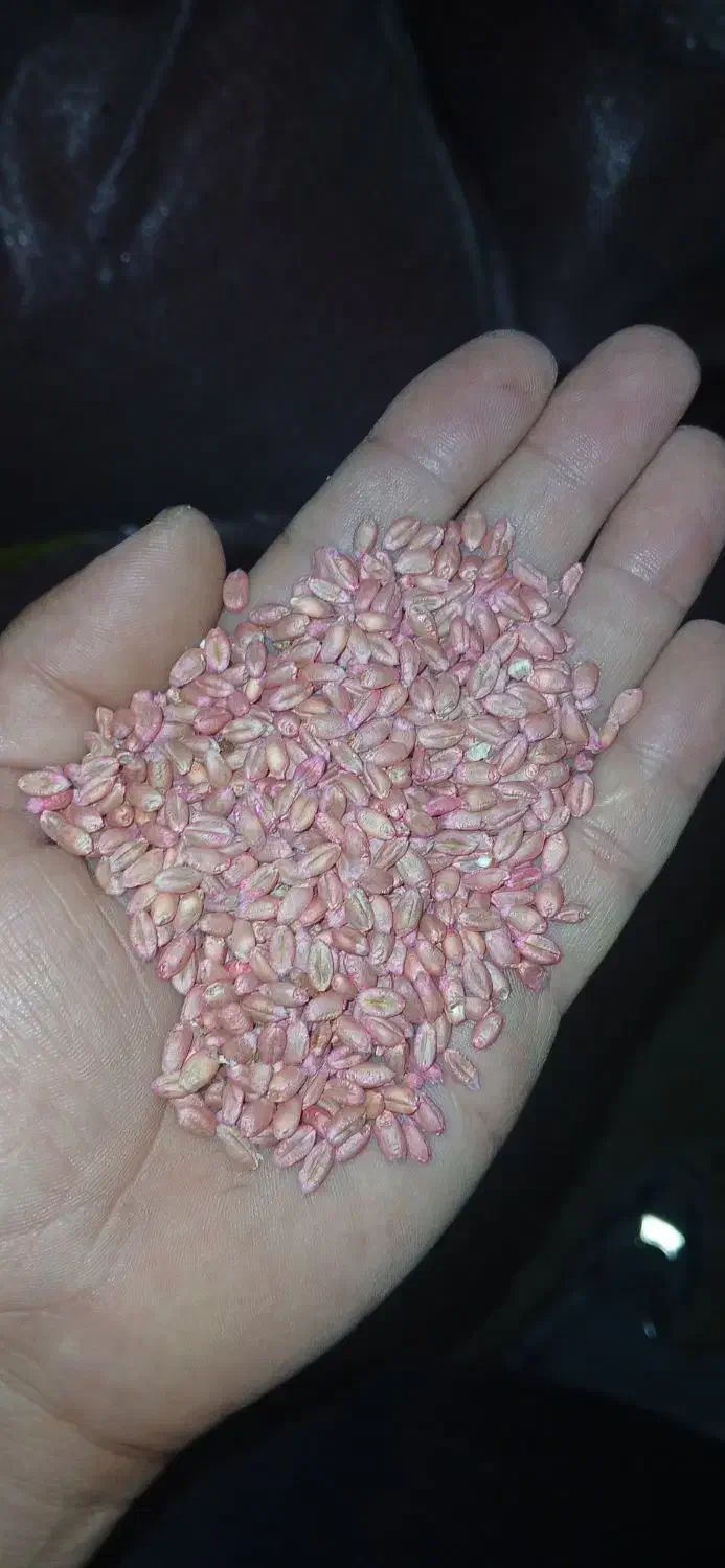 بذر گندم پیشگام پرورشی|خدمات باغبانی و درختکاری|شازند, |دیوار