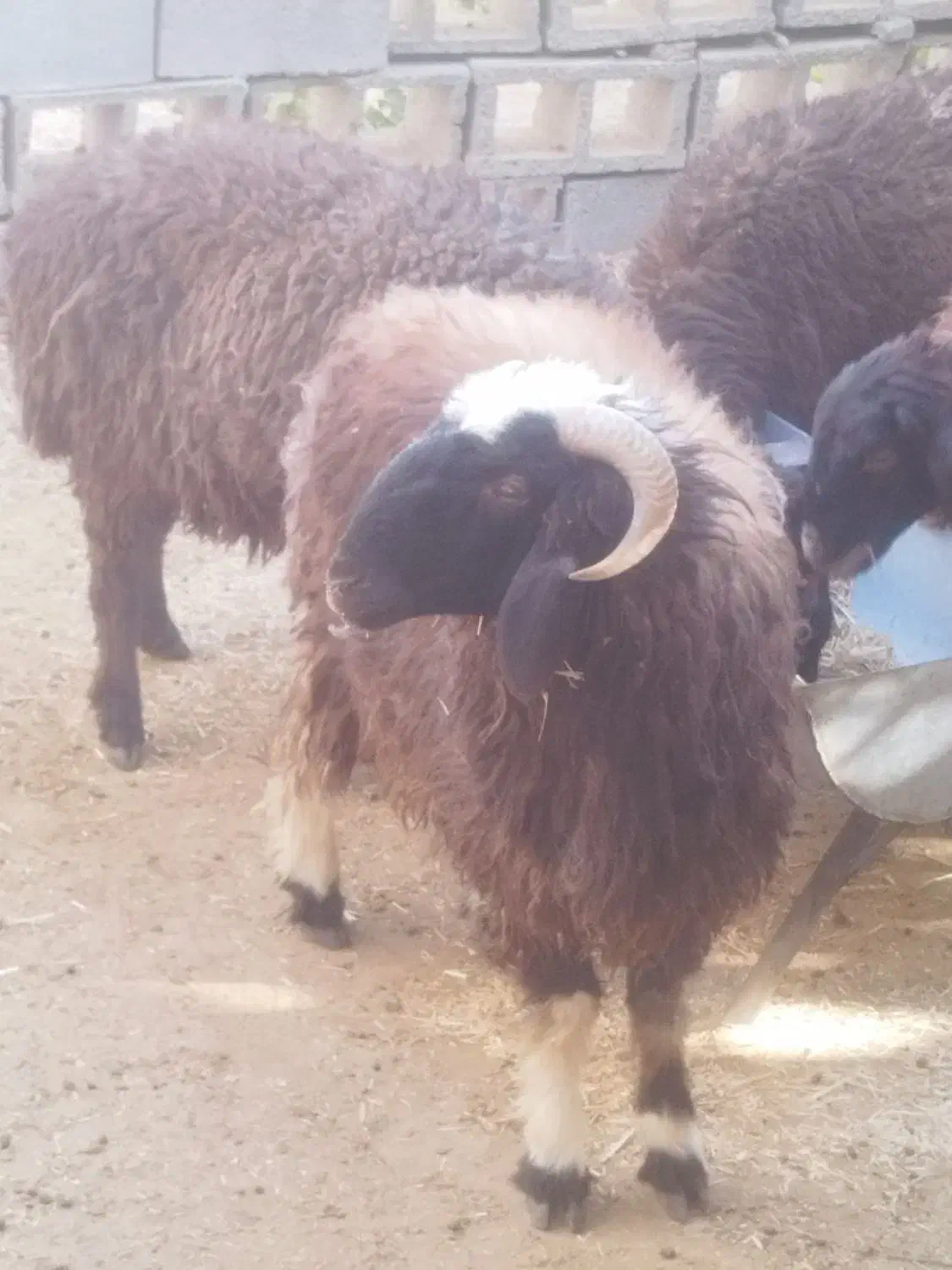 قوچ|حیوانات مزرعه|سیمکان, |دیوار