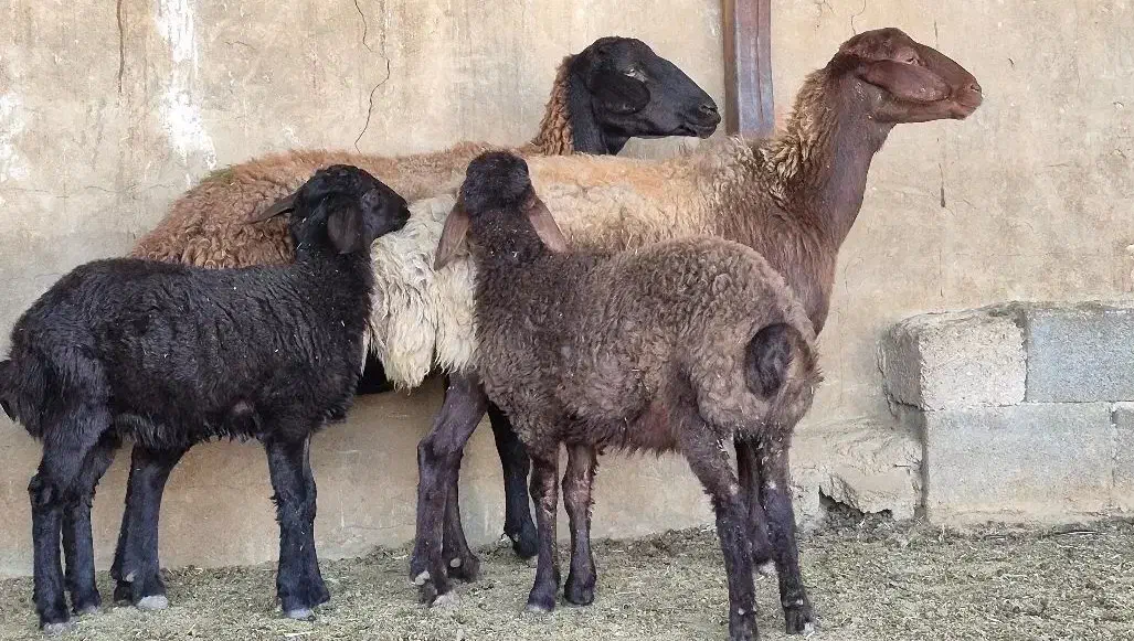 تعداد ۱۳راس میش قزل افشار بره دار ۱۴راس بره|حیوانات مزرعه|طسوج, |دیوار