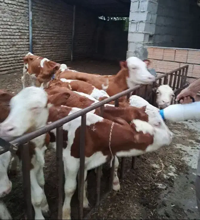 فروش 100راس گوساله نر سیمینتال وهلشتاین|حیوانات مزرعه|سیوان, |دیوار