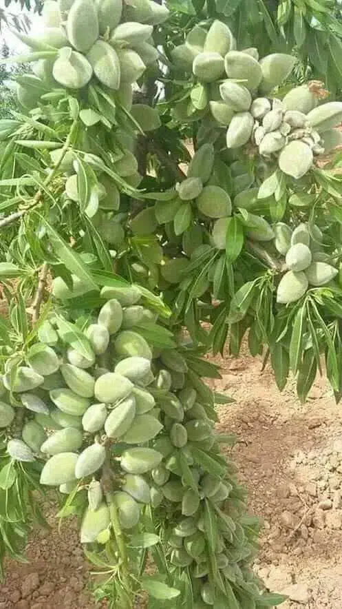 نهال بادام فرانیس باردهی و پر چرب|خدمات باغبانی و درختکاری|رباطکریم, رباطکریم|دیوار