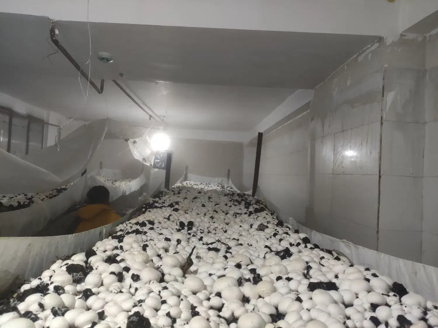 قارچ|خوردنی و آشامیدنی|مشهد, امیریه|دیوار