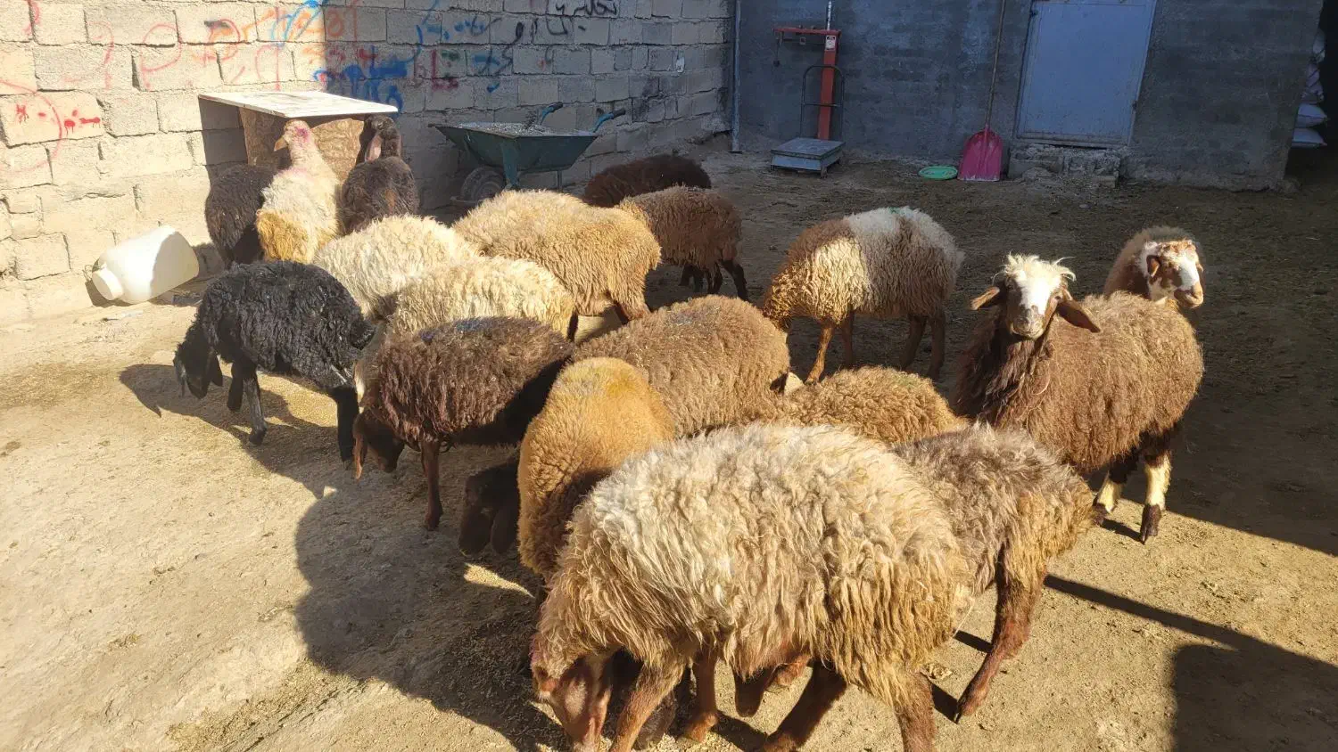 بره ماده|حیوانات مزرعه|کرمانشاه, |دیوار