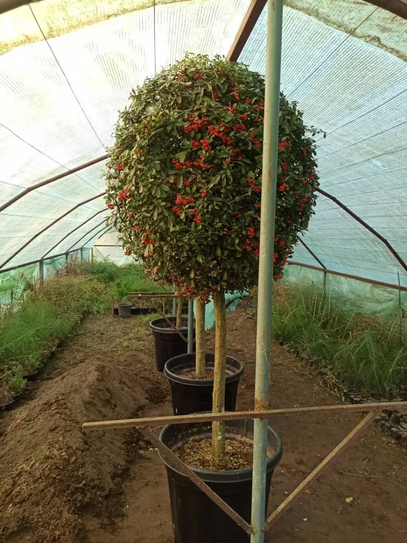 گیاهان بیرونی|خدمات باغبانی و درختکاری|چاف و چمخاله, |دیوار