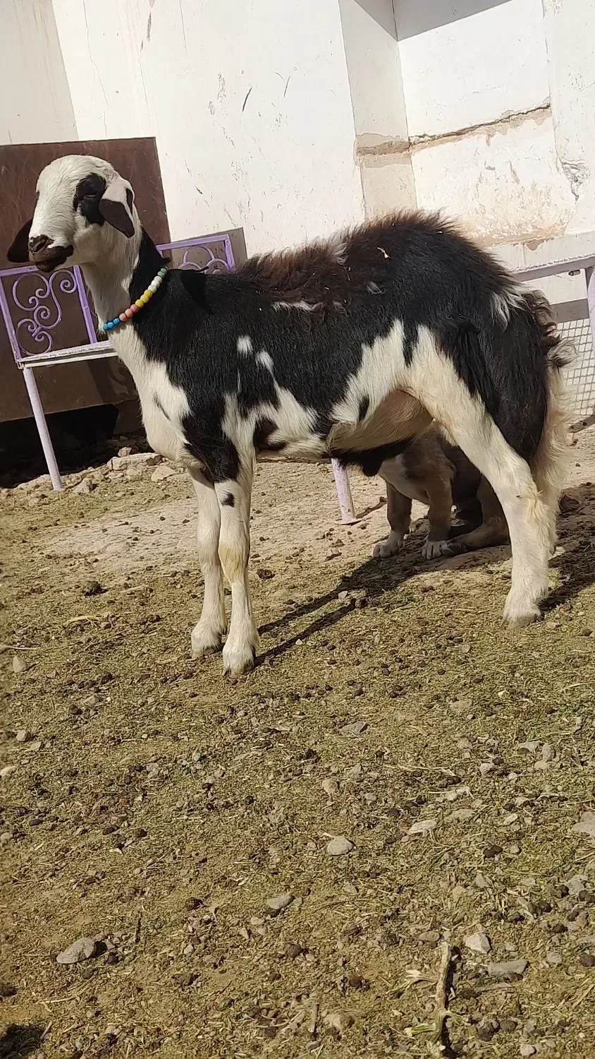 پوست گاوی جنس بالا|عمدهفروشی|بالا ولایت, |دیوار