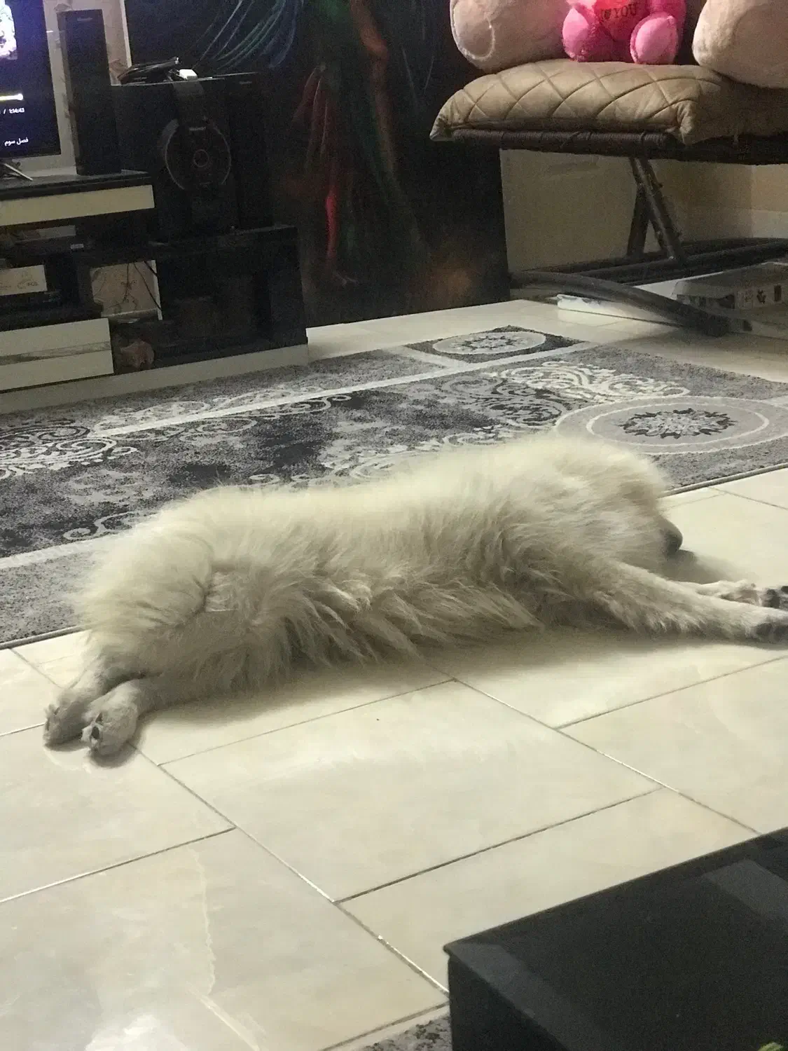 سامویید ماده فحل|سگ|کرج, فاز ۲ مهرشهر|دیوار