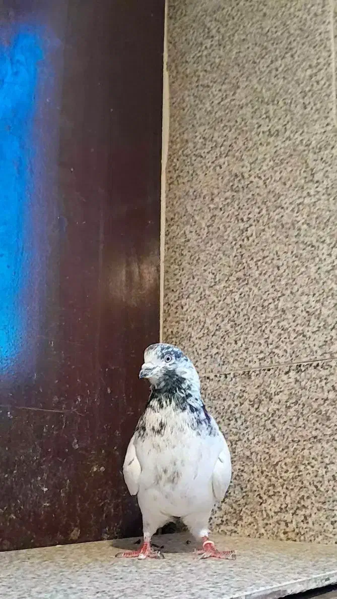 شاه کفتر|پرنده|ملایر, |دیوار