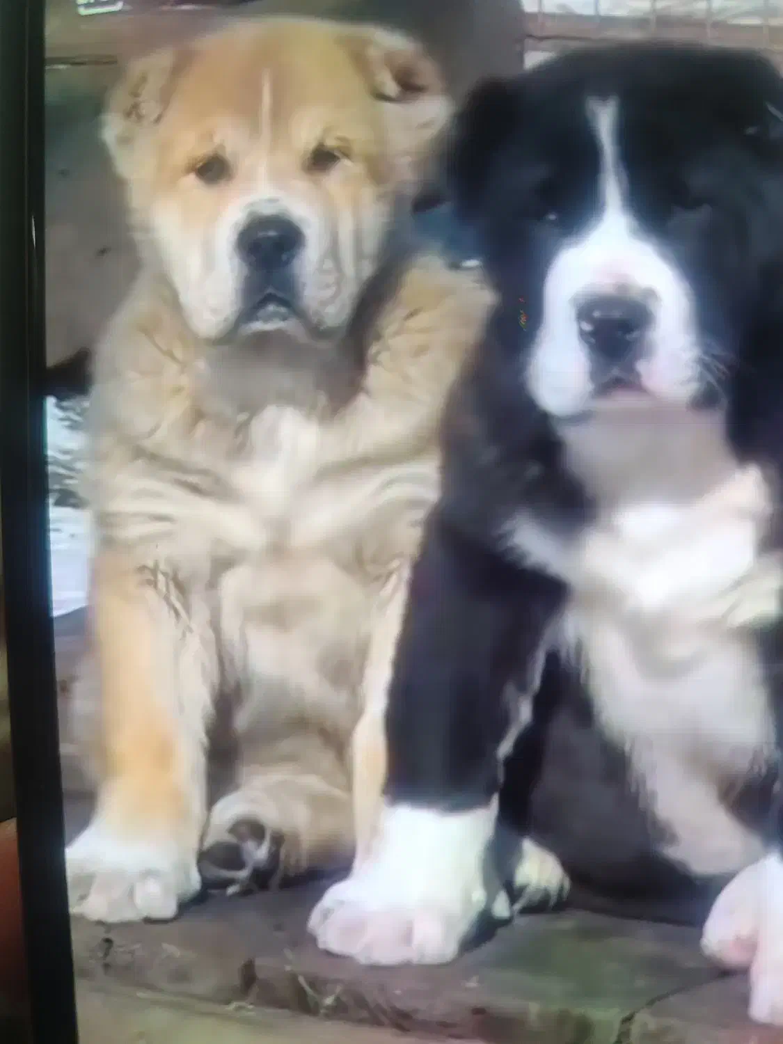 سگ الا بای ترکمنی اصل با مدارک کامل|سگ|تهران, خلیج فارس|دیوار