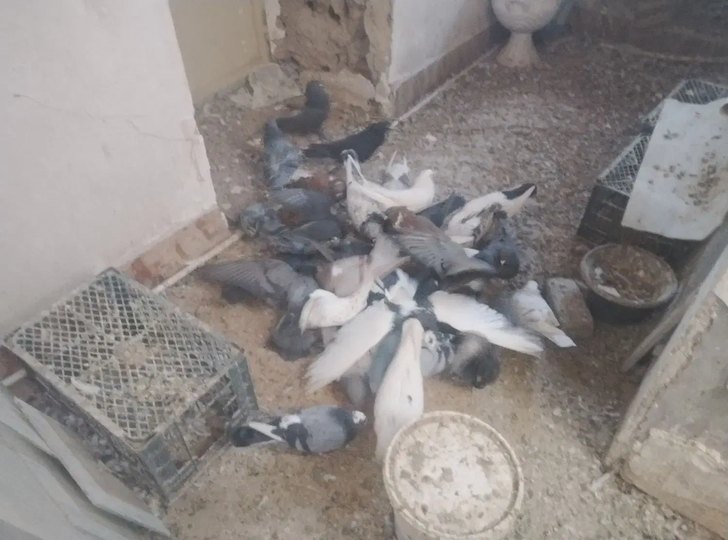 کفتر|پرنده|انار, |دیوار