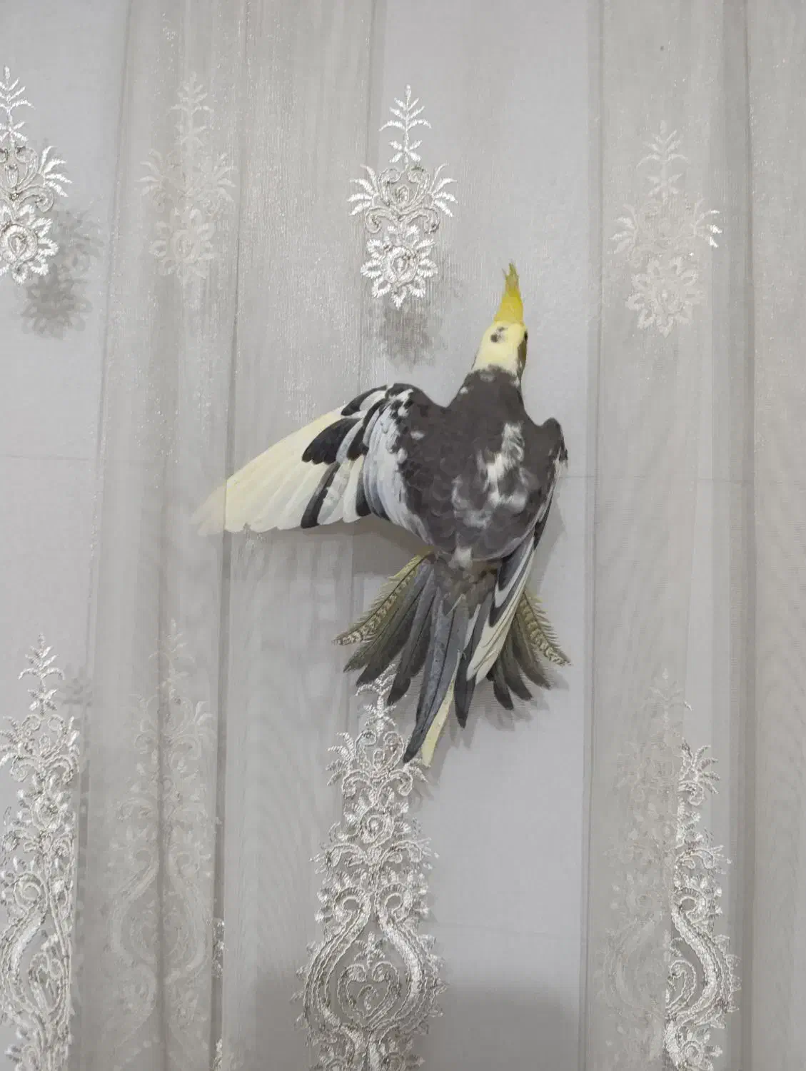 چهار تا عروس هلندی سه ماهه نر|پرنده|رشت, حمیدیان|دیوار