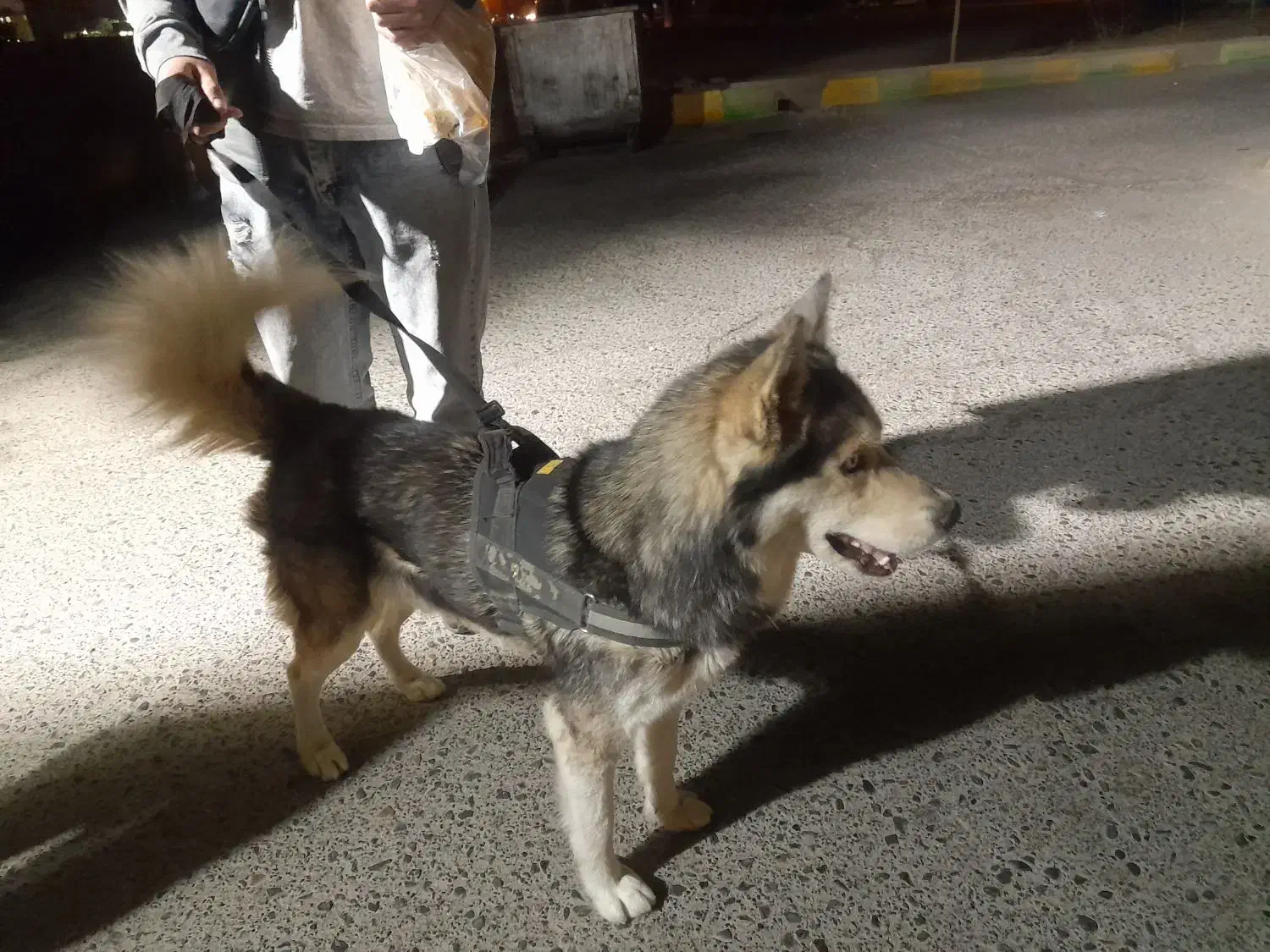 هاسگی|حیوانات|فردیس, شهرک ناز|دیوار