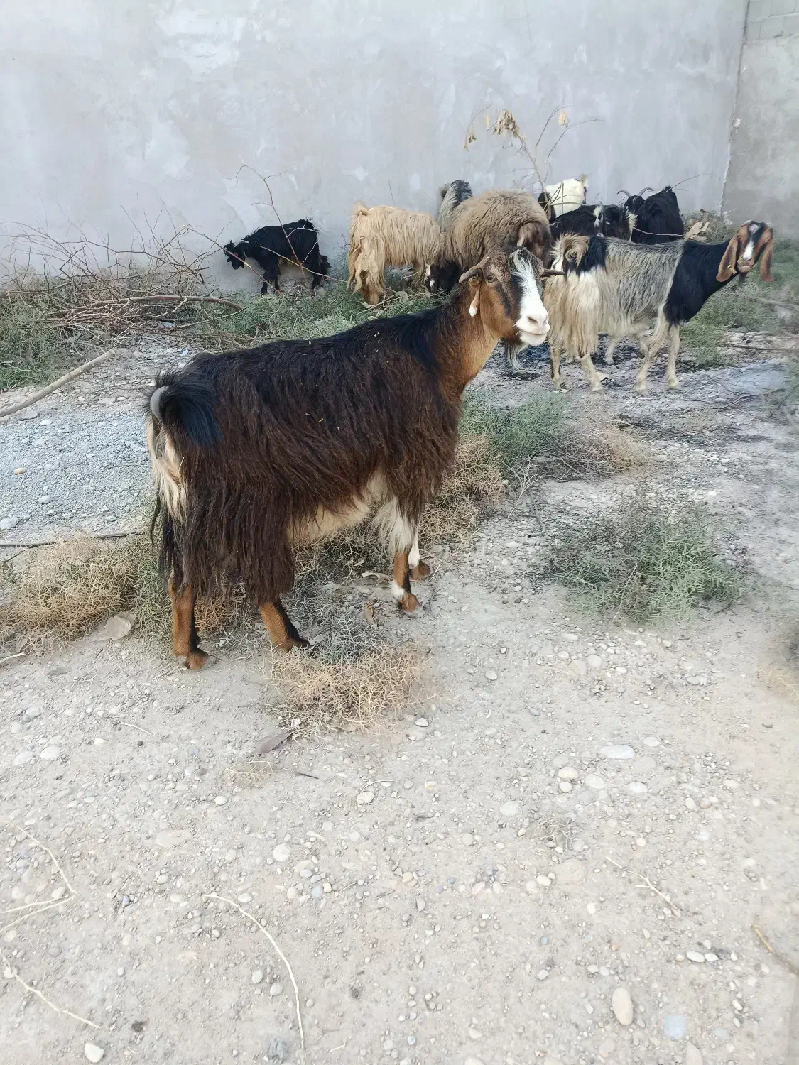 تعداد 20راس بز کهر ه دار داشتی|حیوانات مزرعه|بندر گناوه, |دیوار
