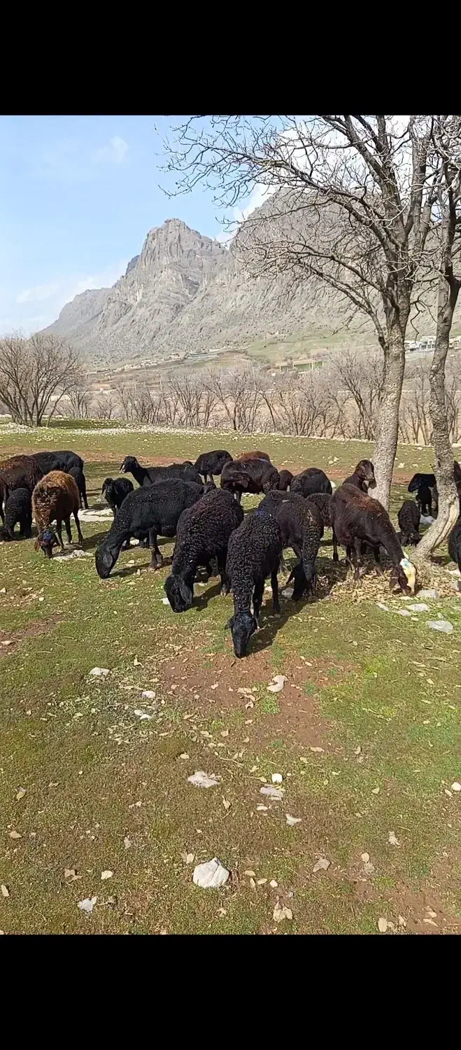 میش وبره|حیوانات مزرعه|خرم‌آباد, |دیوار