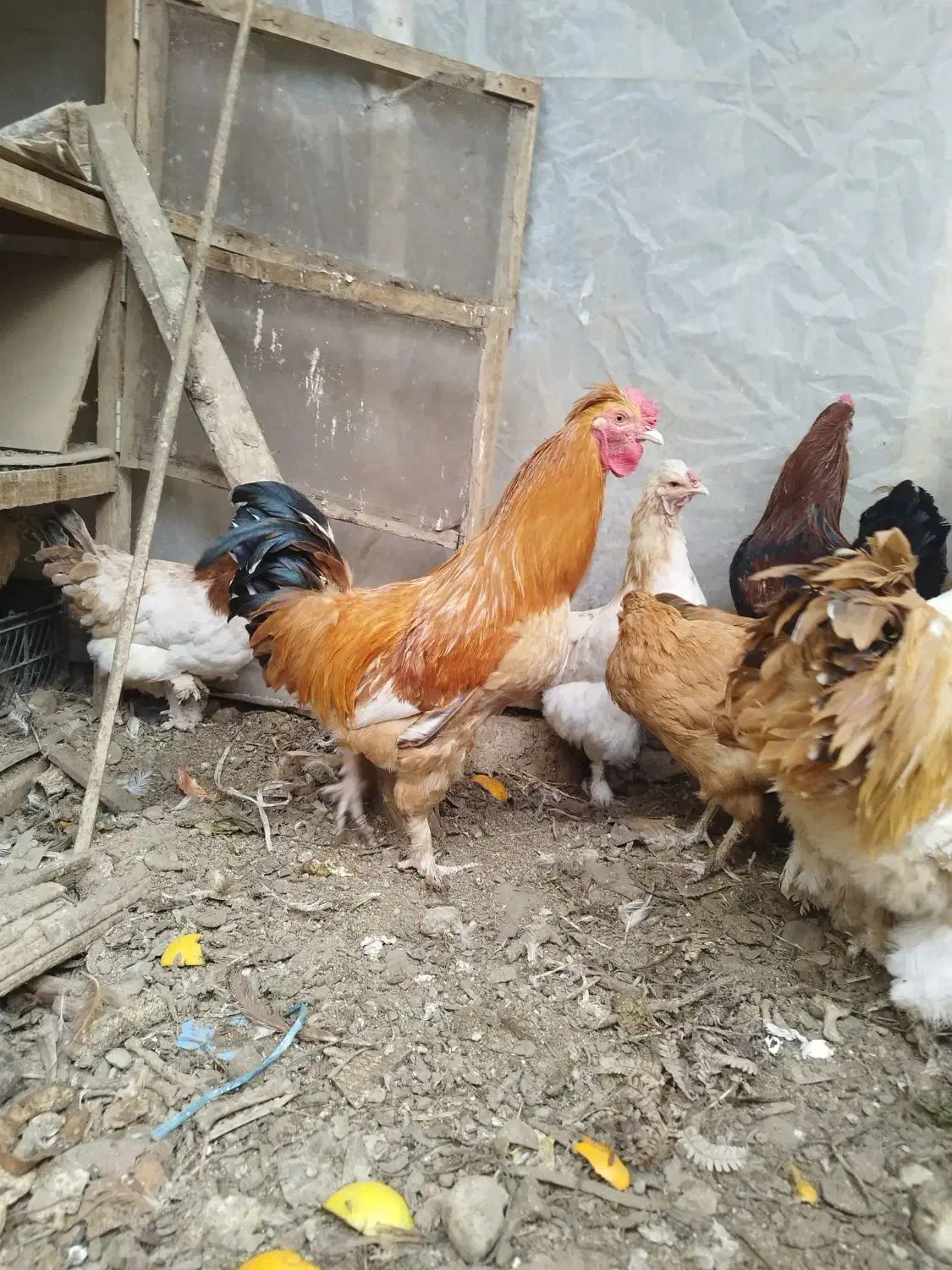 خروس گلین جوان ۹ماهه مرغگیر سالم درشت|حیوانات مزرعه|فردیس, شهرک شهید حسینی|دیوار