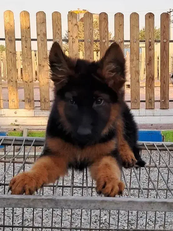 سگهای گارد کنکورسو ماستیف ، روتفایلر،ژرمن، دوبرمن|سگ|صفادشت, |دیوار