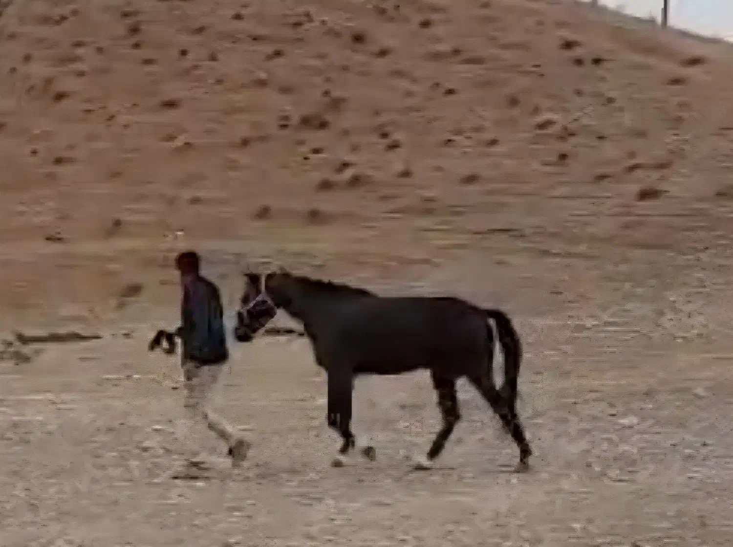 اسب آیین هوا|اسب و تجهیزات اسبسواری|خرمآباد, |دیوار