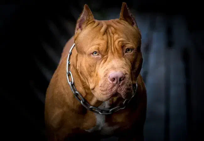 سگ پیت بول تریل امریکایی|سگ|گنبد کاووس, |دیوار