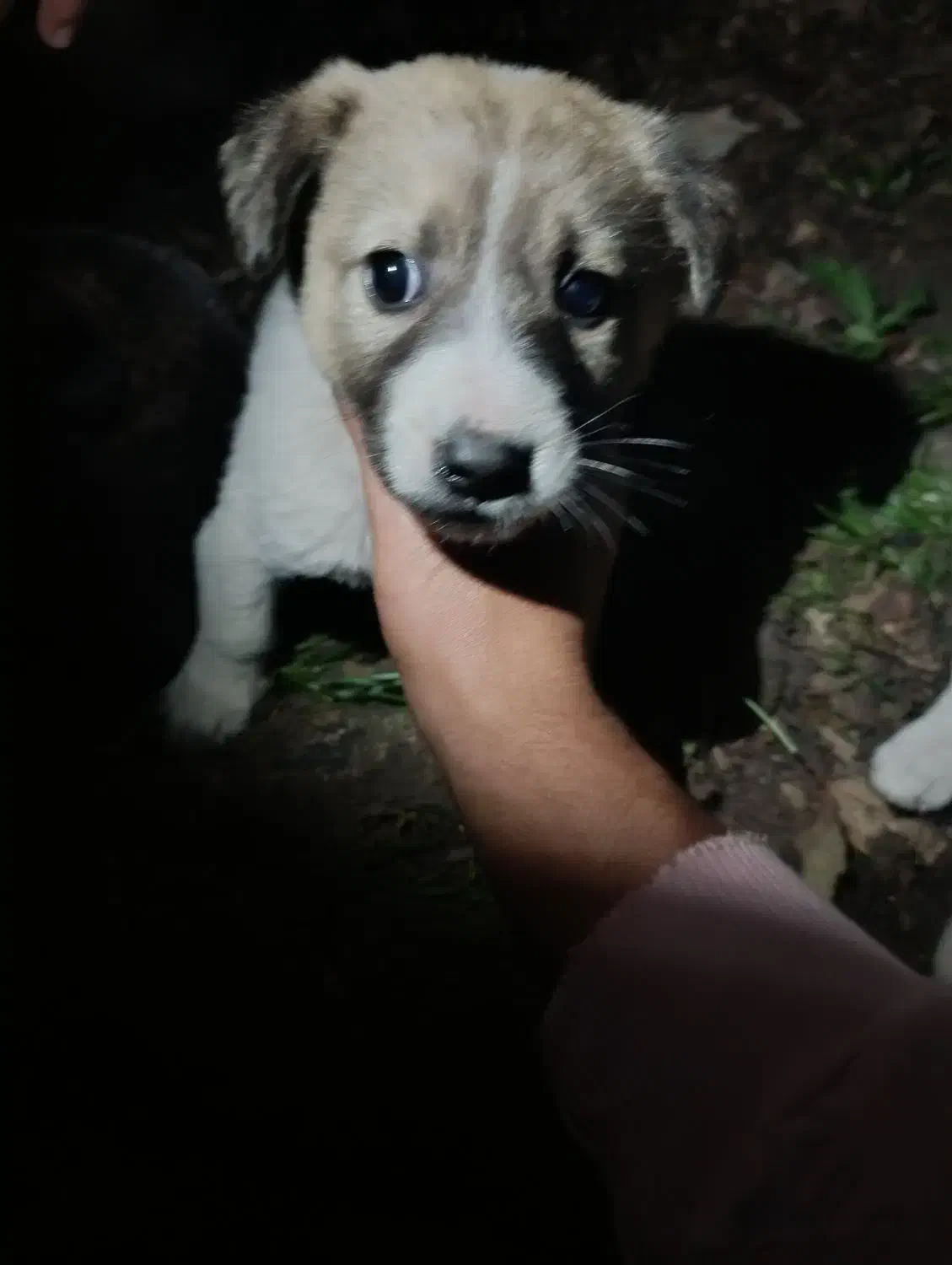 توله سرابی|سگ|اسالم, |دیوار