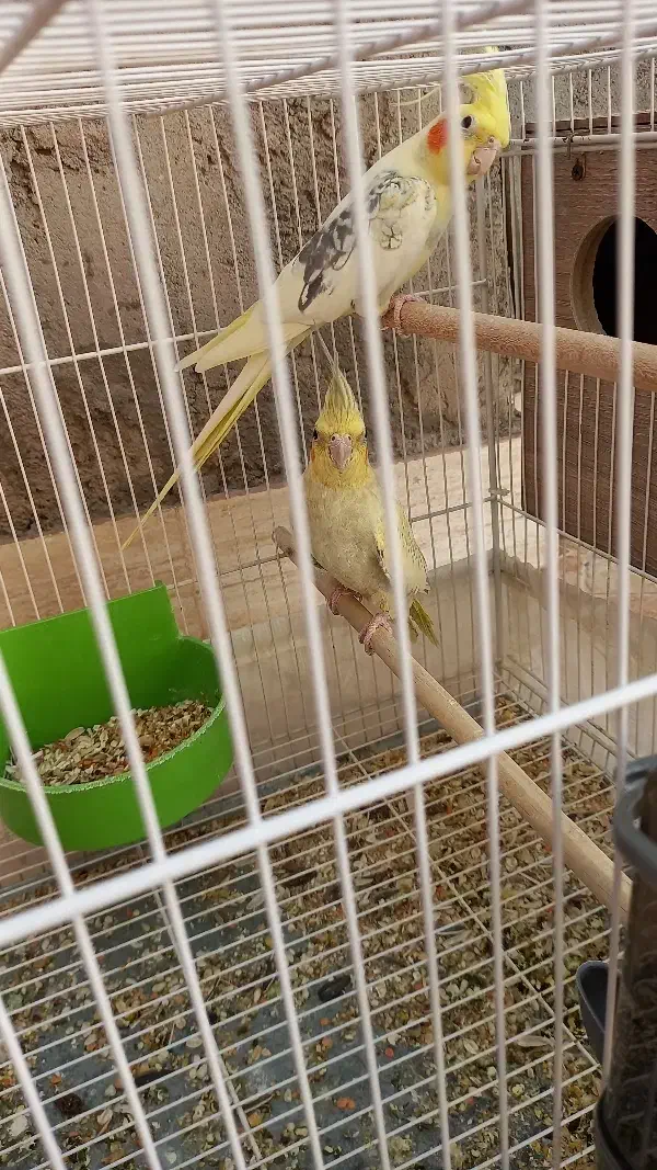 عروس هلندی نر|پرنده|بم, |دیوار