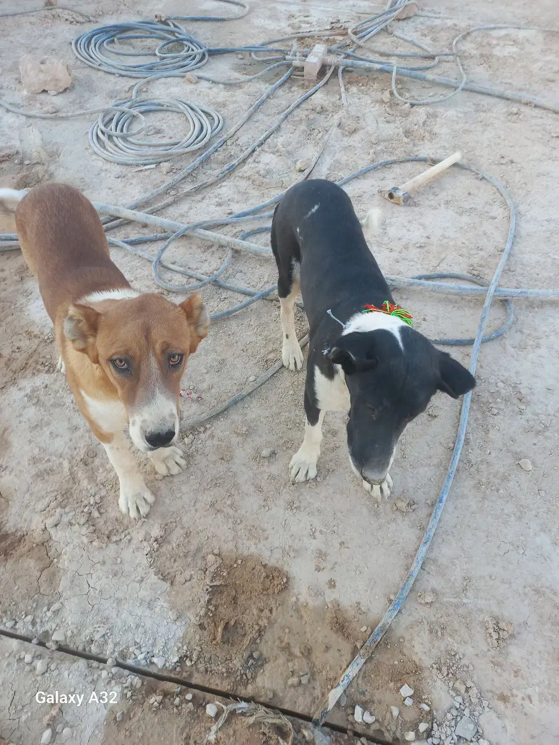 جوفت نر و ۸ ماهه|سگ|محلات, |دیوار