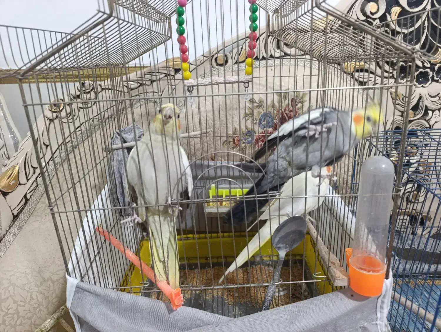 عروس هلندی|پرنده|ملکآباد, |دیوار