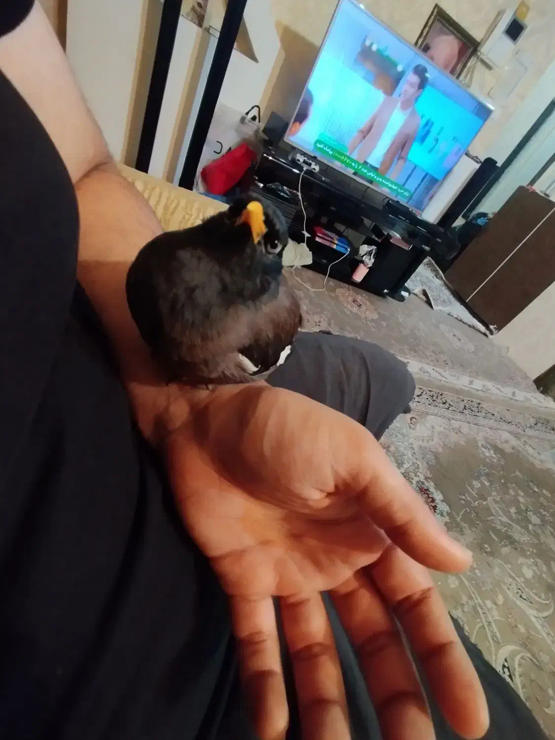 مرغ مینا|پرنده|اهواز, فولادشهر|دیوار