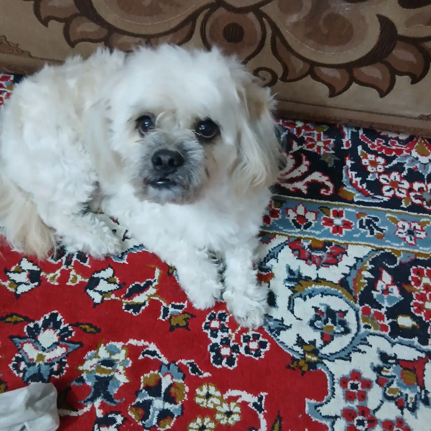 واگذاری سگ|سگ|رشت, لاکان|دیوار