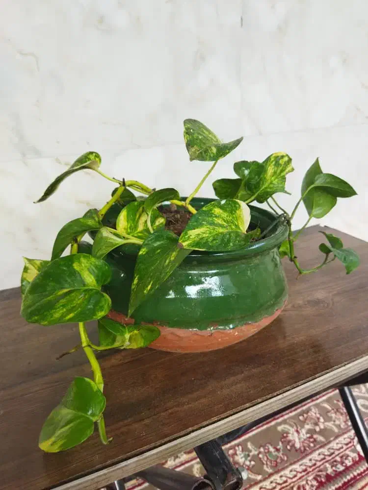 گل طبیعی|گل و گیاه طبیعی|رشت, دیانتی|دیوار