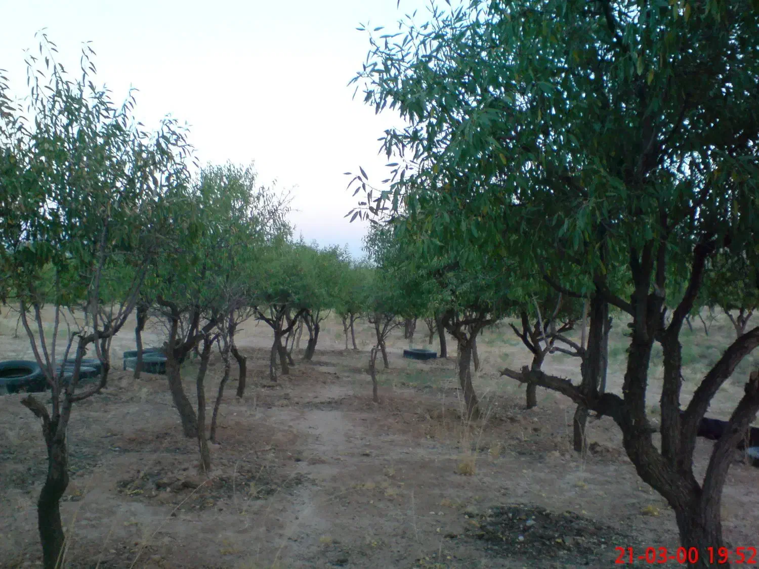 زمین تنگ چنار بادامک|فروش زمین و ملک کلنگی|مهریز, |دیوار