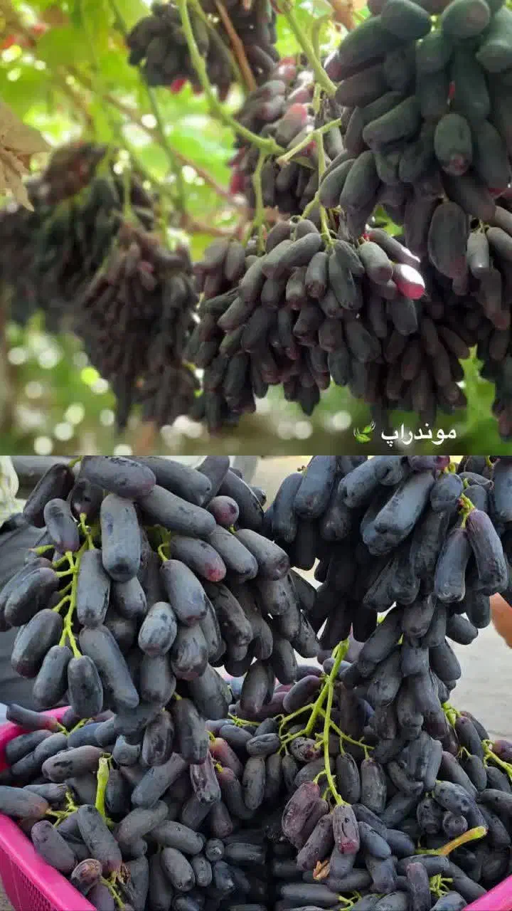 خدمات هـرس و داربستی کردن باغات انگور|خدمات باغبانی و درختکاری|سبزوار, باهنر|دیوار