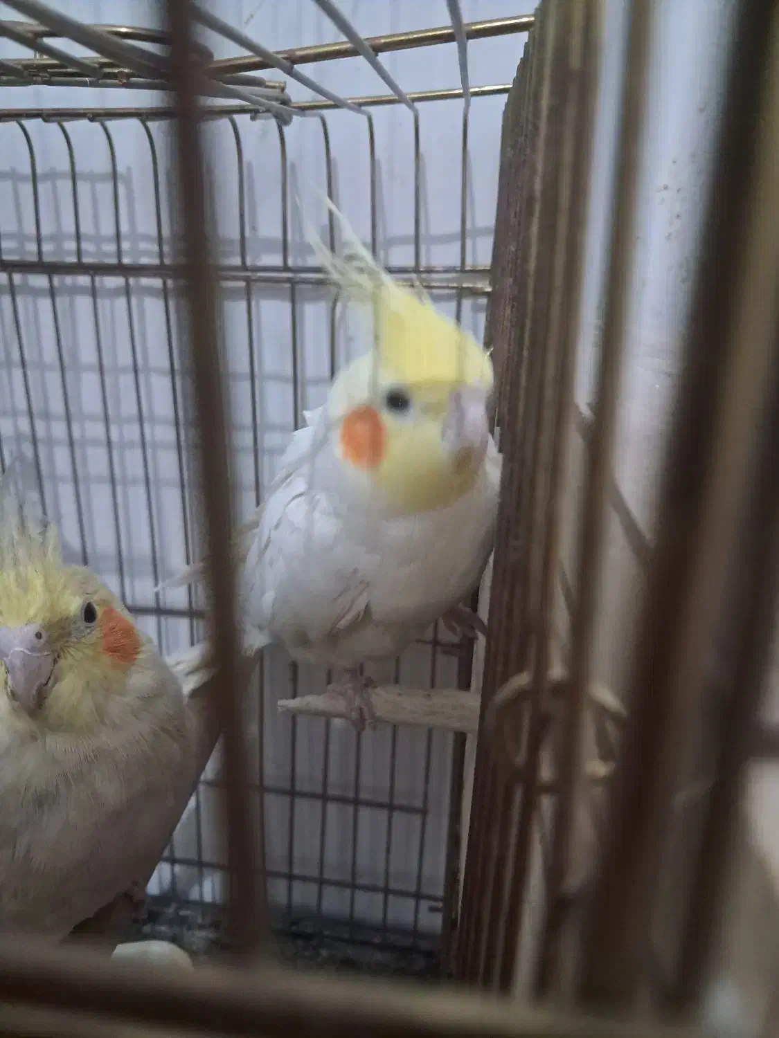 طوطی لوتینو|پرنده|اندیمشک, |دیوار