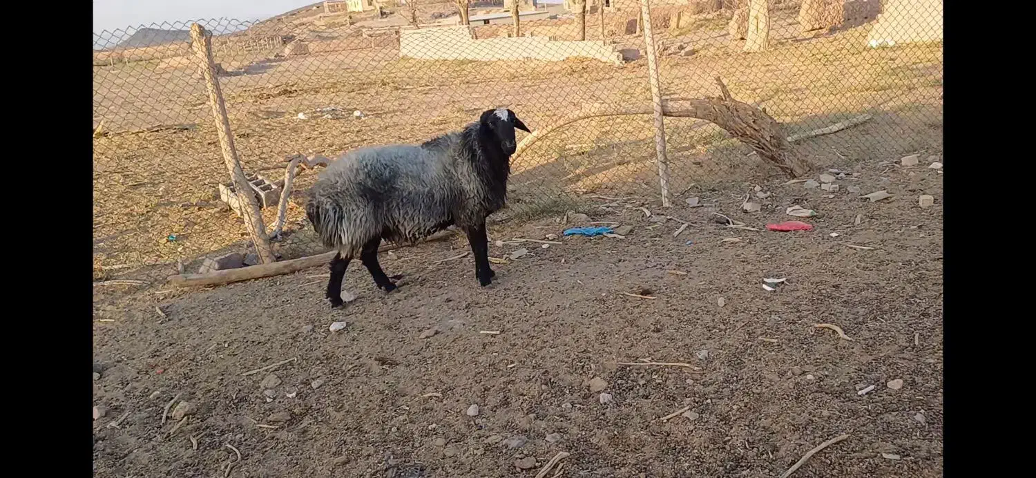 قوچ توخمی|حیوانات مزرعه|زاویه, |دیوار