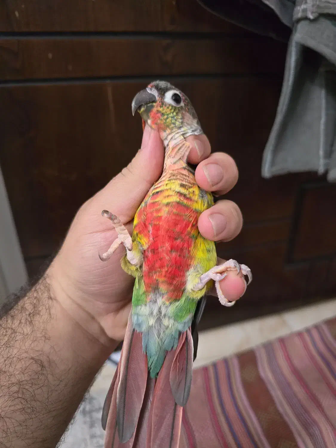 گرینچیک مولد دستی روی جوجه دبل رد یلوساید|پرنده|اصفهان, شاه پسند|دیوار