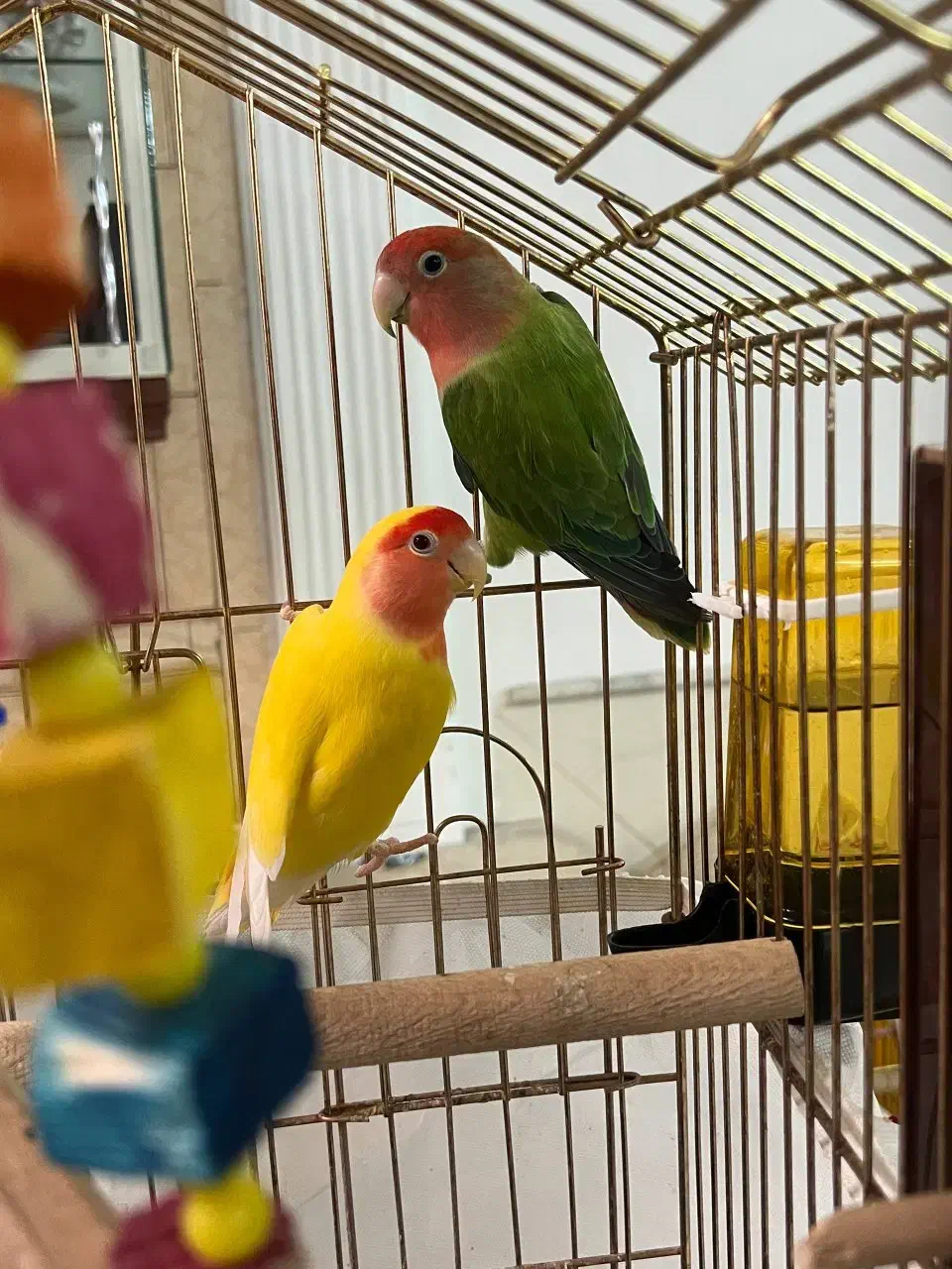 کوتوله خاص|پرنده|قم, نخودی|دیوار