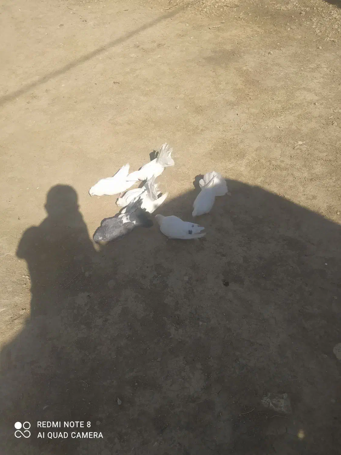 کبوتر آماده تخم گذاری|پرنده|لردگان, |دیوار