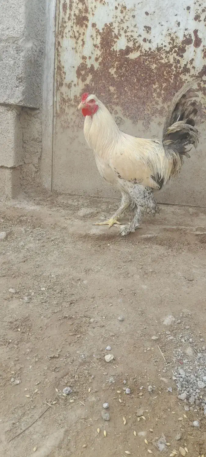 خروس نژاد برهما|حیوانات مزرعه|دوگنبدان, |دیوار