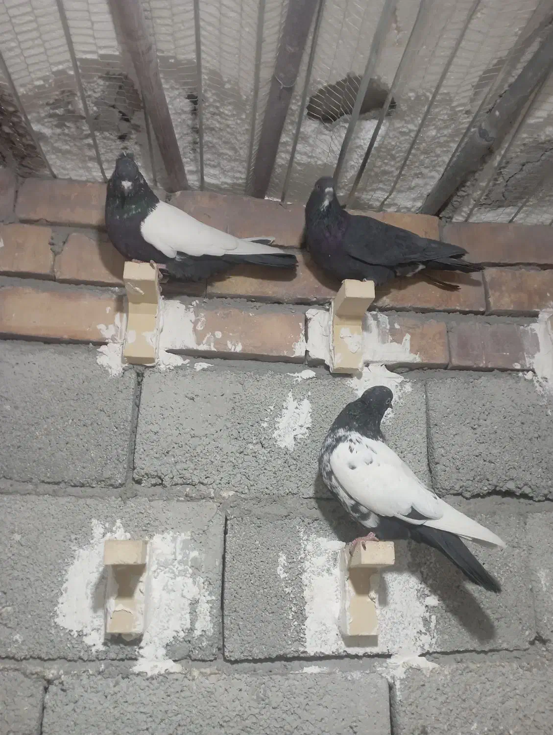 ۷عدد کبوتر|پرنده|زرند, |دیوار