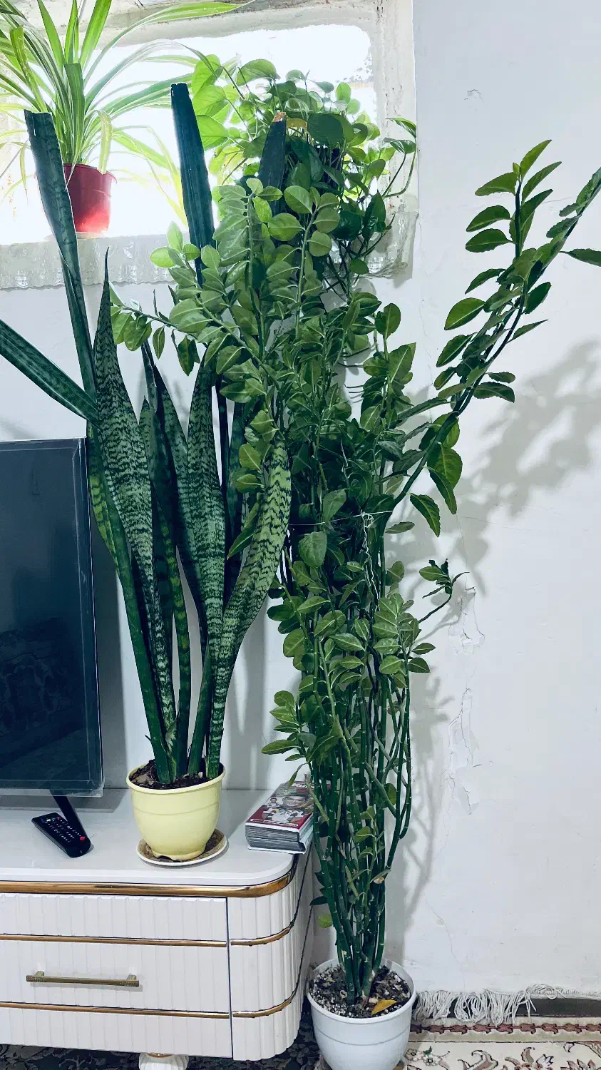 گل های آپارتمانی|گل و گیاه طبیعی|اسفراین, |دیوار