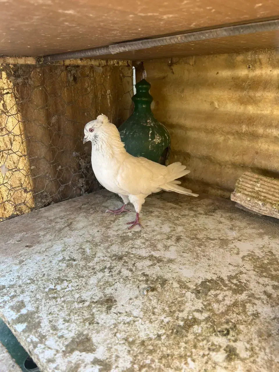 کبوتران همه یکجا دونه ای ۴۰۰ هزارتومان|پرنده|تهران, شهرک شریعتی|دیوار