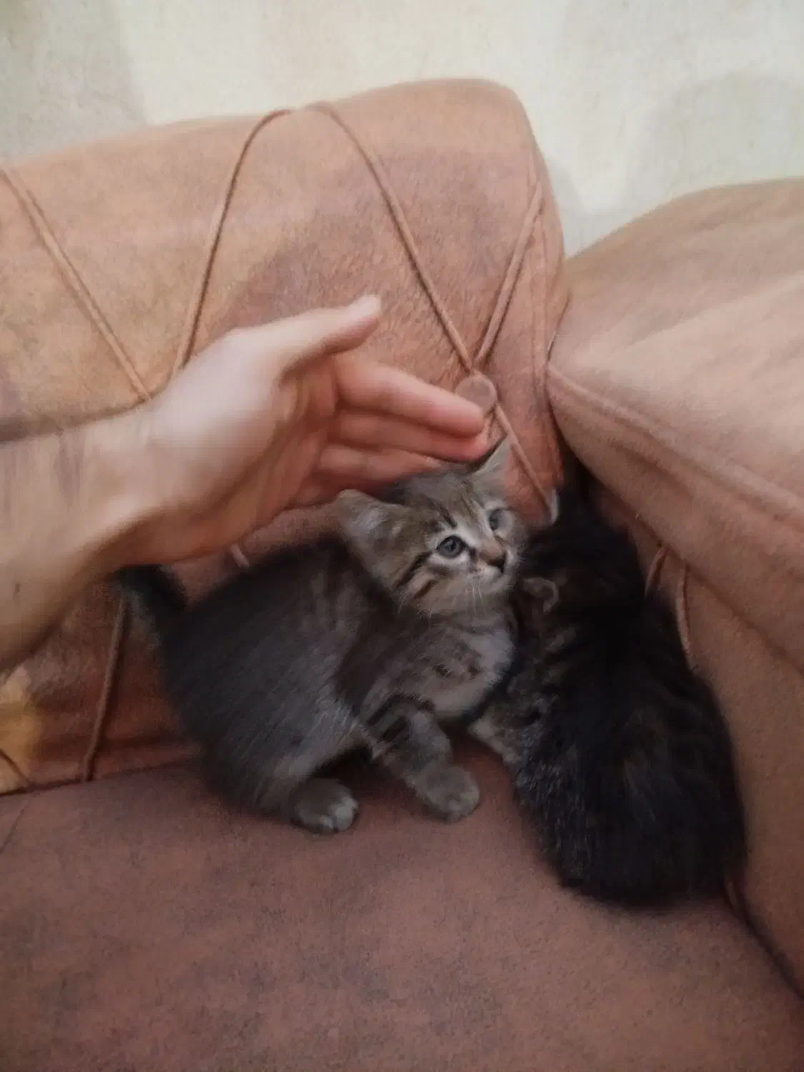 گربه واگذاری|گربه|مشگین شهر, |دیوار