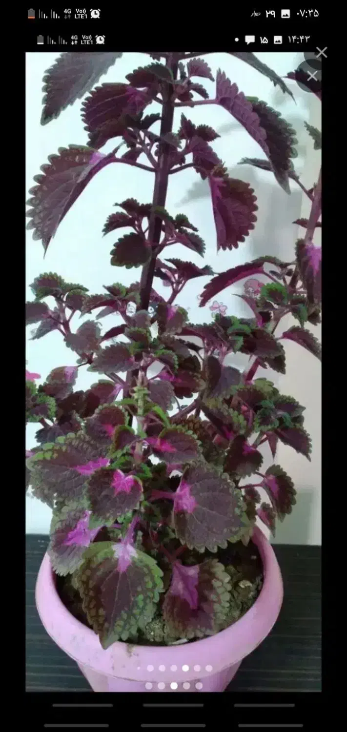 حراج گل (زیباشهر)|گل و گیاه طبیعی|محمدیه-قزوین, |دیوار