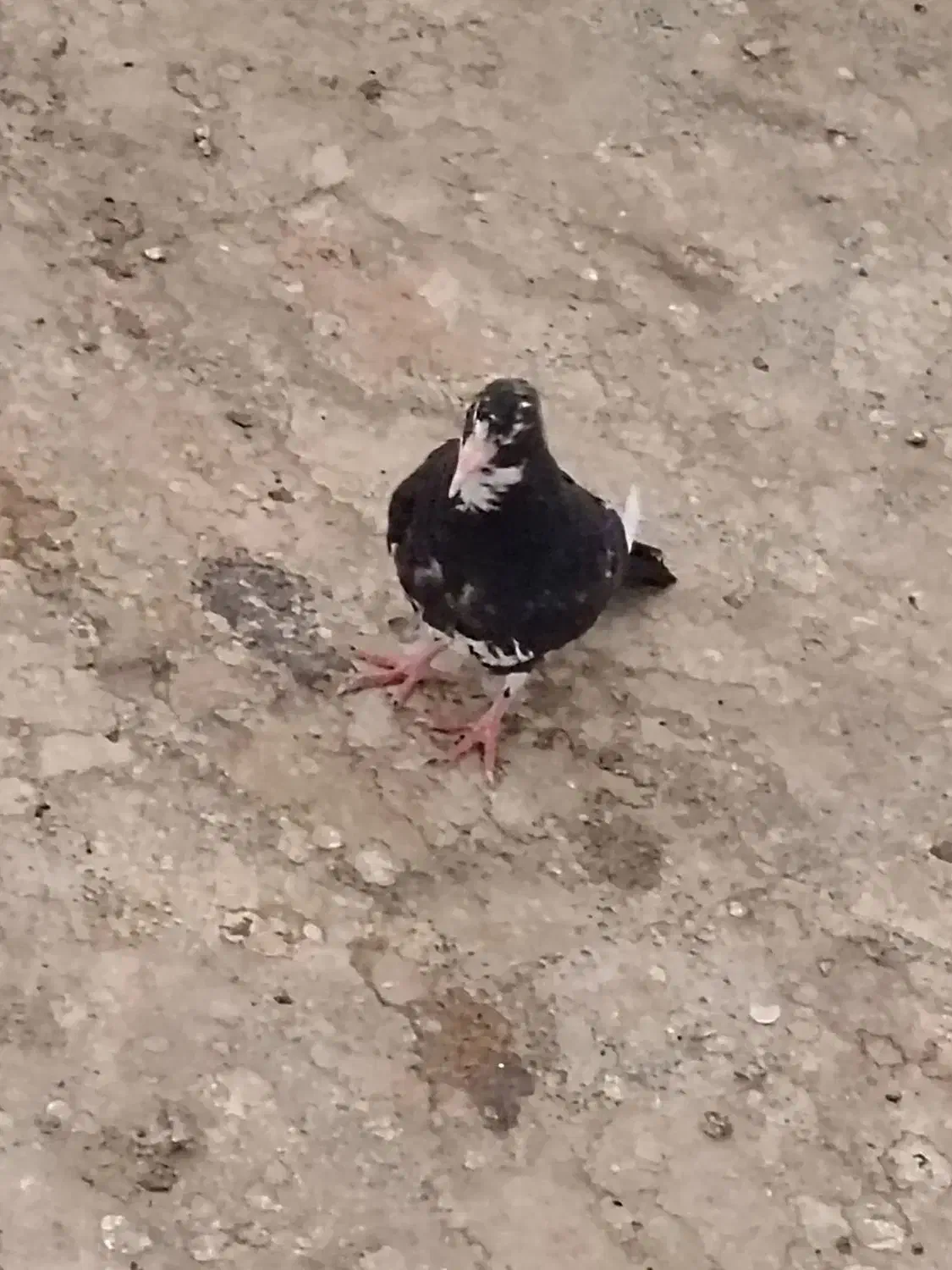 پلنگ|پرنده|کرمان, |دیوار