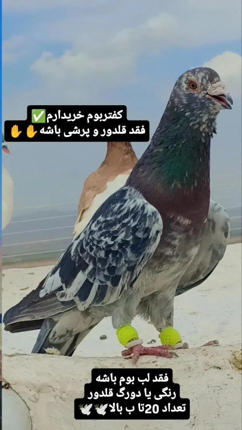 کفتر|پرنده|تربت جام, شهید نصرالهی|دیوار