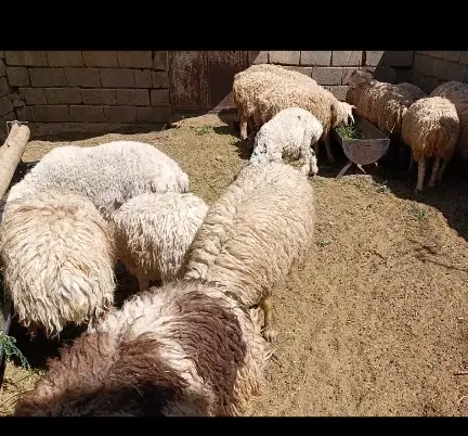 بره|حیوانات مزرعه|سرچهان, |دیوار