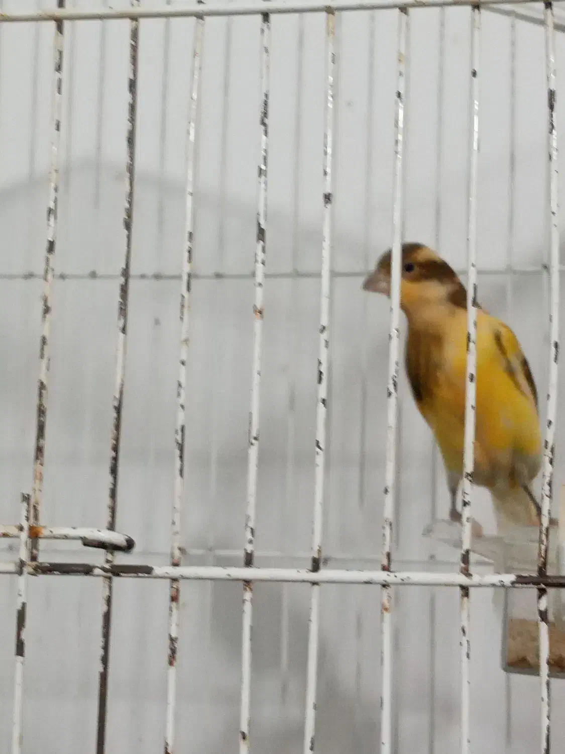 قناری های کشیده نرو ماده|پرنده|ابهر, |دیوار