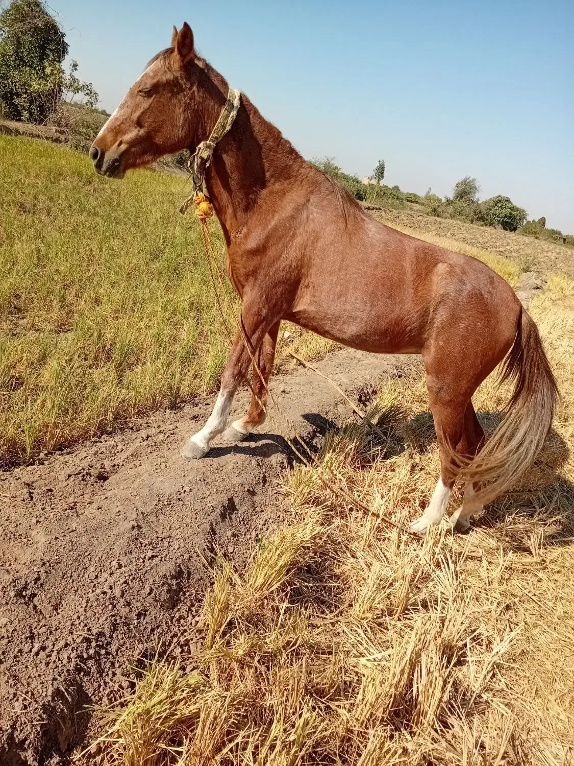 اسب مادیان|اسب و تجهیزات اسب‌سواری|فاضل آباد, |دیوار