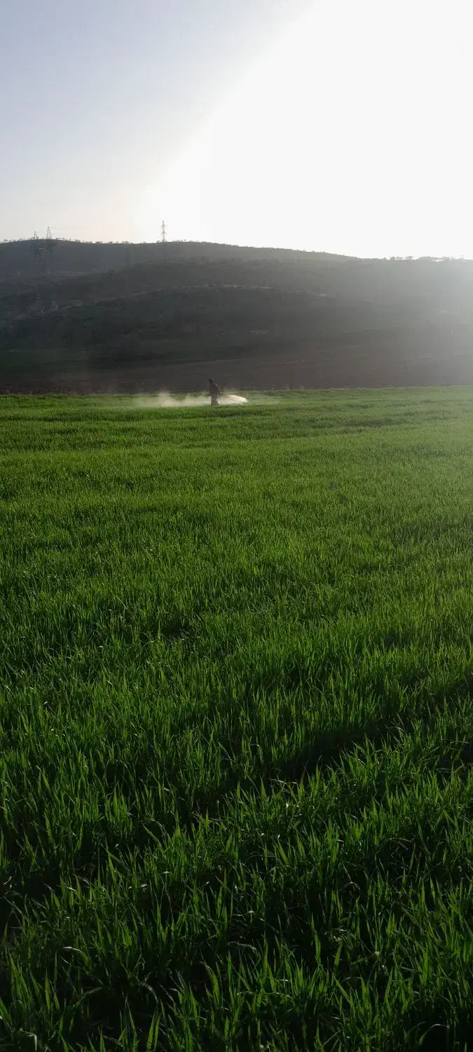 اجاره نقدی ۶هکتار زمین دیم|فروش دفتر صنعتی، کشاورزی، تجاری|اسلام‌‌آباد غرب, |دیوار