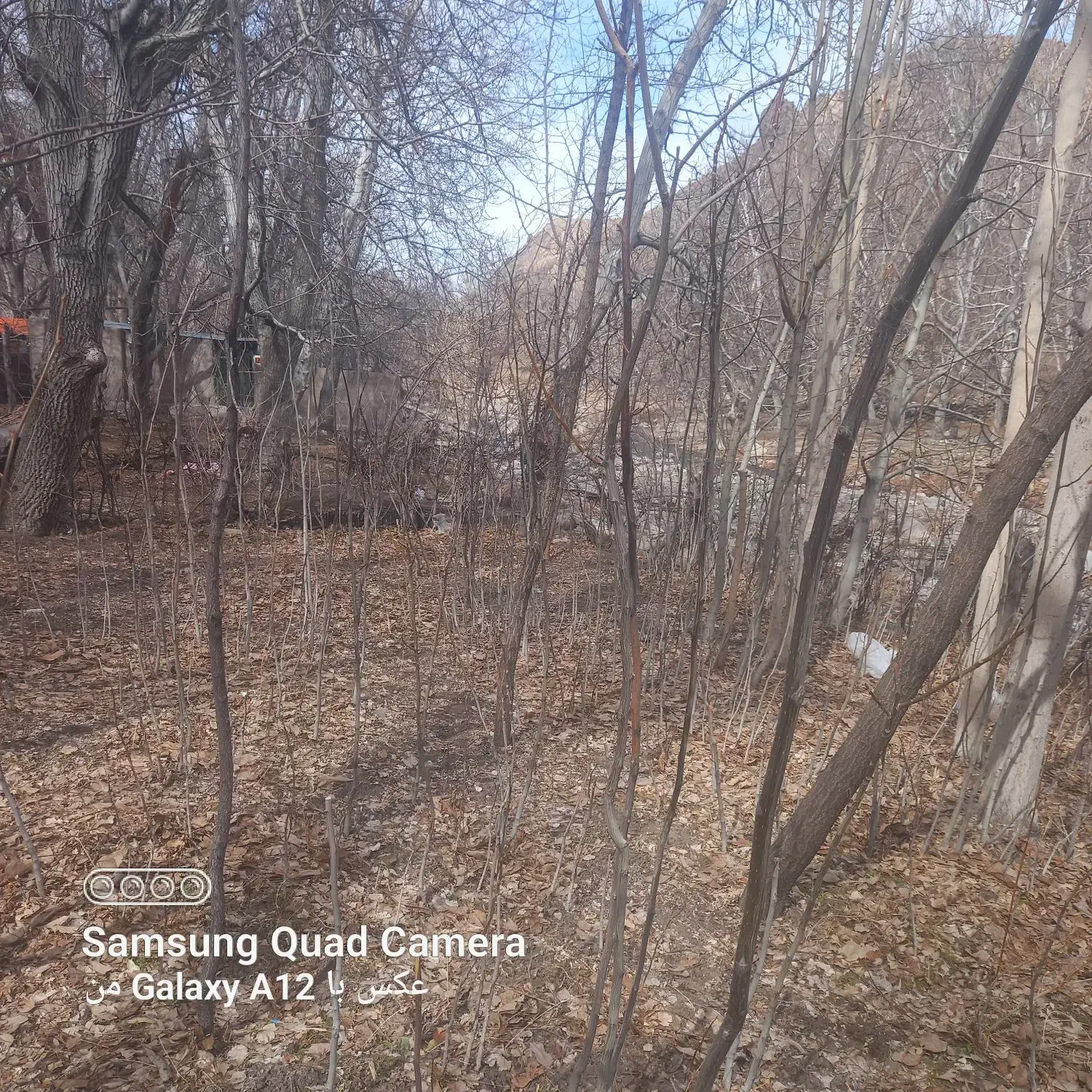 نهال گردو|خدمات باغبانی و درختکاری|بردسیر, |دیوار