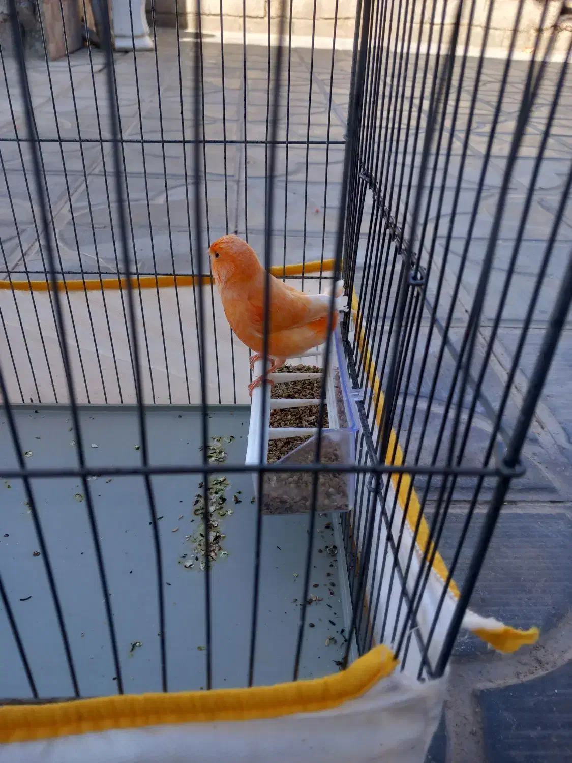 فروش قناری جفت شده|پرنده|داراب, |دیوار